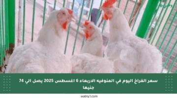 سعر الفراخ اليوم في المنوفية الأربعاء 6 أغسطس 2025 يصل إلى 74 جنيها